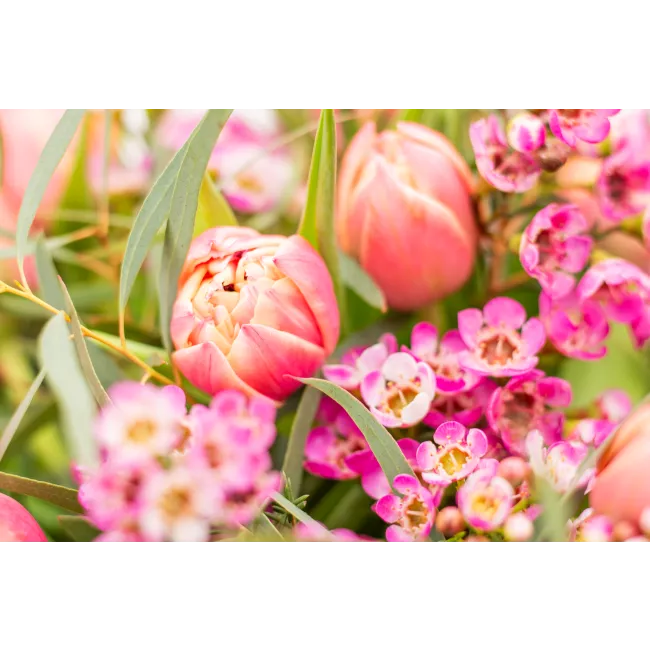 Bouquet of tulips in full bloom
